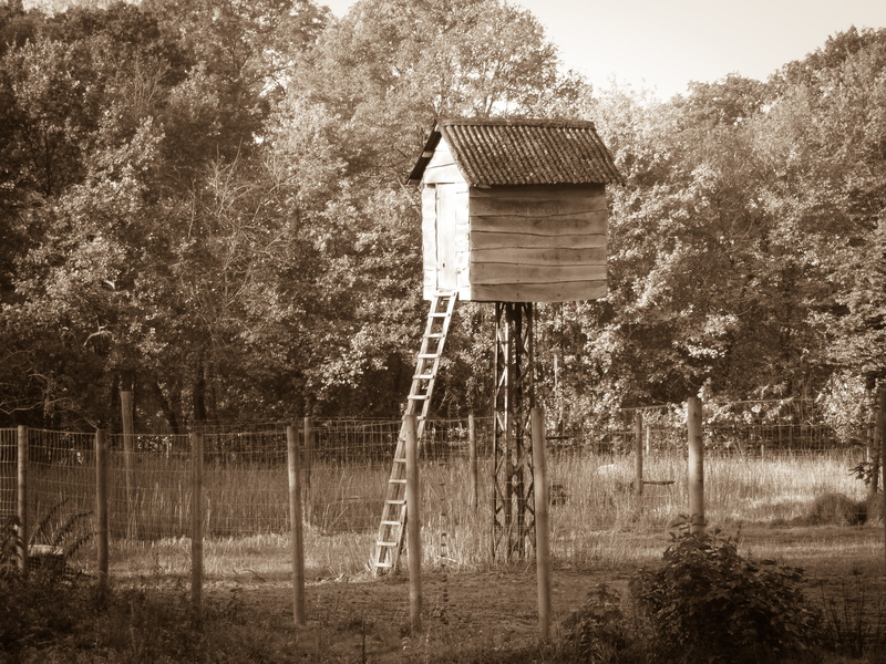 day, water, old, 4K, Sephia, black And White, tree, Treehouse, forest, plant, nature, rural Scene, grass, fence, Bizarre, building exterior, field, hut
