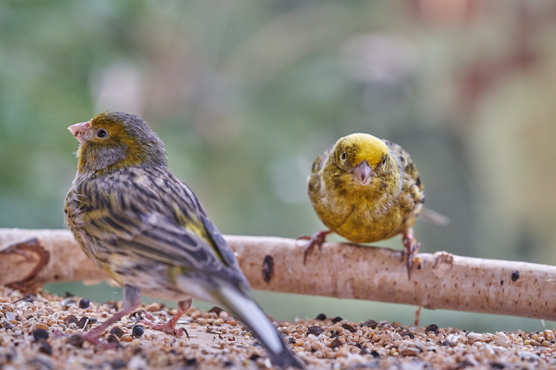 bird, animal, focus on foreground, nature, perching, no people, garden, feed, selective focus, sparrow, bird feeder, animal wildlife, branch, animal themes