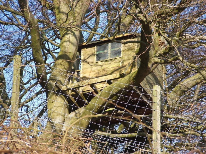 animal wildlife, fence, sunlight, architecture, animals in the wild, one animal, nature, blue, built, woodhouse, tree, tree trunk, treehouse, 1080P, vertebrate