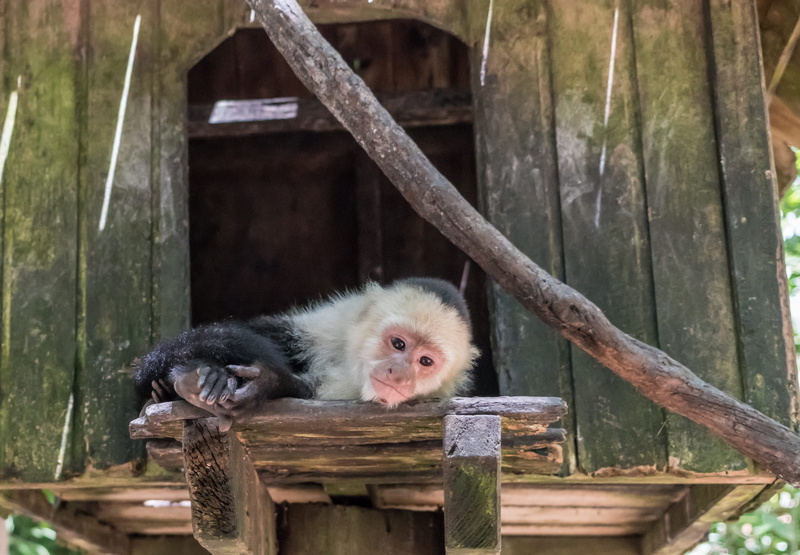 focus on foreground, monkey, no people, white-headed capuchin, forest, eye, wildlife, animal, wood, animals in the wild, mammal, nature, vertebrate, one animal