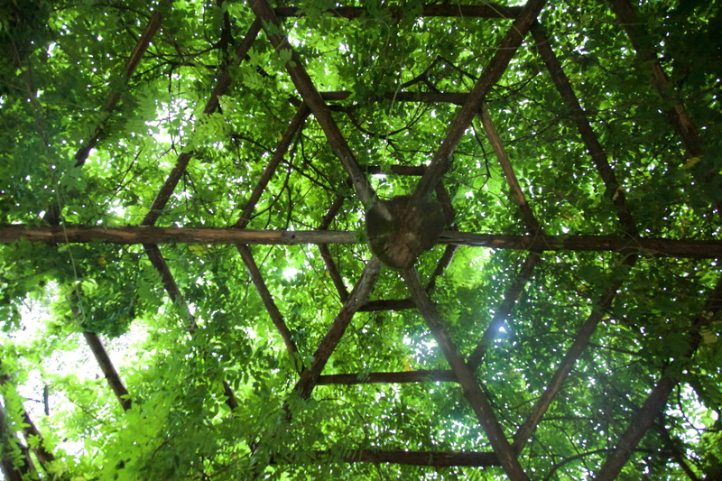 land, united states, green color, no people, vertebrate, branch, animal themes, directly below, central park, day, treehouse, animal wildlife, growth, centralpark