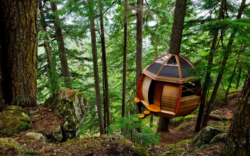 2K, beauty in nature, growth, tranquility, brown, outdoors, green color, forest, wood - material, transportation, plant, whistlerbritishcolumbia, secret