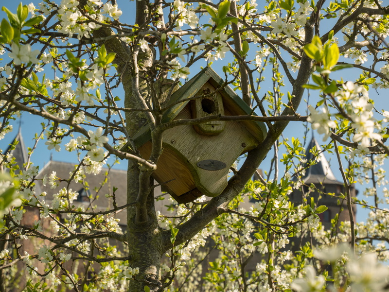 animal wildlife, low angle view, bird house, outdoors, treehouse, tree, flower, built structure, vertebrate, nature, animal, branch, netherlands, flowers