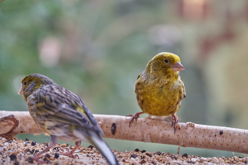 feeding, animal wildlife, vertebrate, no people, animal, close-up, songbird, day, treehouse, two animals, bird, animals in the wild, nature, 5K, perching