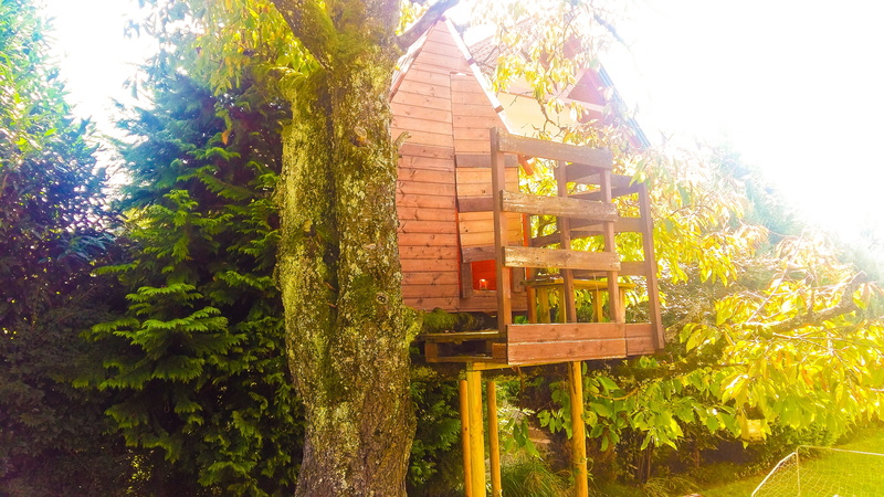 building exterior, nature, fall color, plant, beauty in nature, sky, grass, land, landscape, sunlight, outdoors, no people, forest, garden, green color
