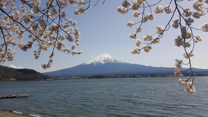 Mount Fuji, floral, water, brown, nature, 2K, plant, branch, non-urban scene, flower, outdoors, Japan, mountain peak, tranquil scene, cherry blossom, no people