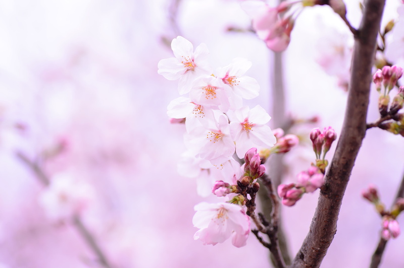 outdoors, pink, flower, blossom, pink Color, japan, nature, landscape, flower Head, cherry Blossom, pastel, spring, 4K, springtime, plant, japan culture