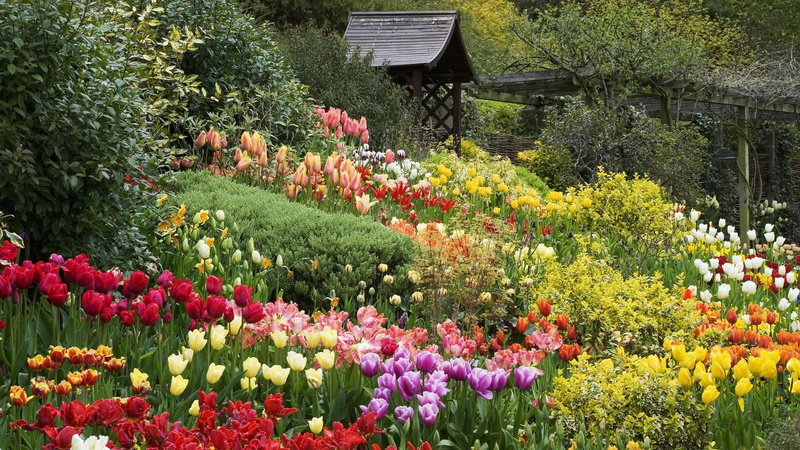 1080P, english, spring, cabin, nature and landscapes, flowers, assorted, garden, tulips, colorful