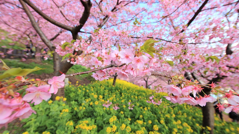 spring, branch, pink, flower Head, plant, cherry Blossom, 1080P, no people, backgrounds, pink Color, outdoors, springtime, multi Colored, asia, growth