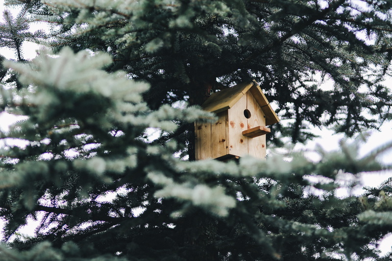 tranquility, plant, wooden, low angle view, no people, wood - Material, outdoors, 4K, building, house, nature, selective focus, wood, Tree, growth, building exterior