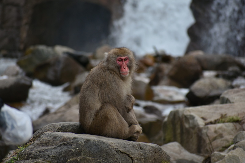 hokushin state, winter, travel, nature, baby japanese macaque eating leaves, yudanaka shibu hot springs village, looking away, nagano prefecture, day, rock