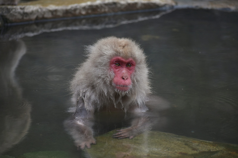 beauty, nature, bathing, hot springs, baby japanese macaque eating leaves, winter, mammal, spa resort, water, yudanaka shibu hot springs village, jigokudani monkey park