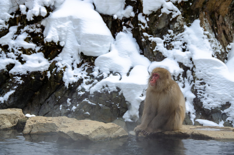 animal wildlife, vertebrate, wildlife, snow, monkey, day, jigokudani snow monkey park, steamy, onsen, water, cold temperature, bathing, steam, animals in the wild