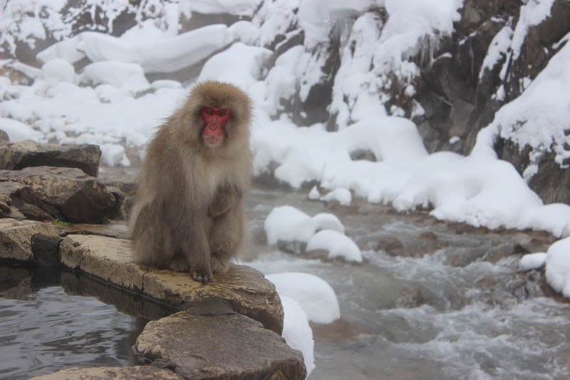 outdoor, animal themes, japanese macaque, primate, mammal, nature, onsen, animals in the wild, bathing, hot spring, water, macaque, japan, cute, animal