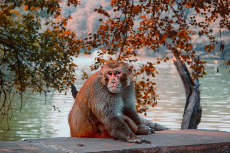 trees, animal, primate, pavement, tree, outdoors, body, animal themes, brown, photo, monkey, sitting, monkey sitting, mammal, nature, animals in the wild