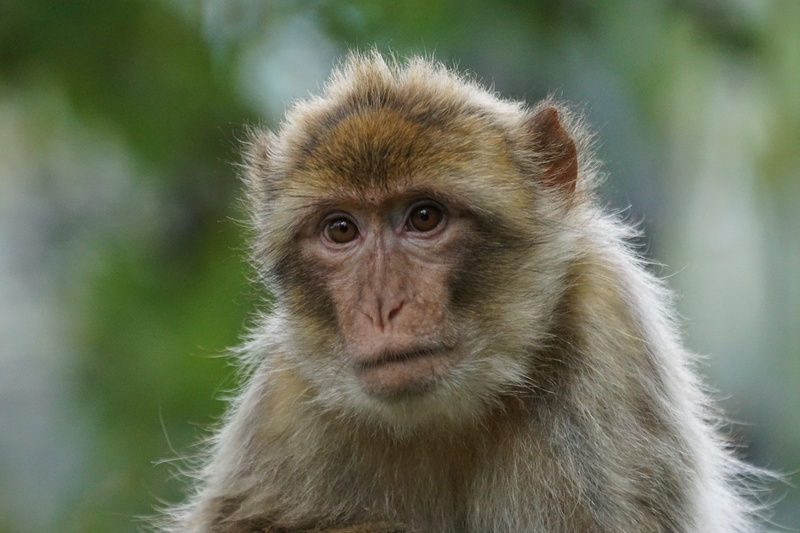 focus, löffingen, asia, people, gibraltar, macaque, animals And Pets, looking, animals In The Wild, black forest park, animal themes, Barbary Ape, primate