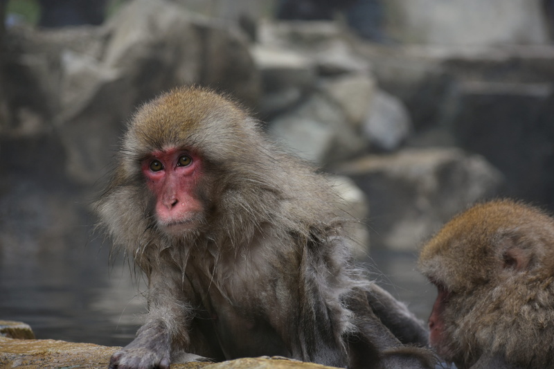 wild animal, day, seasonal, natural, hokushin state, animal family, open-air bath, snow monkey, jigokudani monkey park, mammal, animals in the wild, baby japanese macaque eating leaves