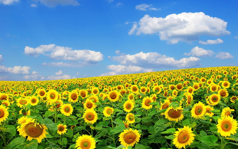 Sunflowers, Summer, 1080P, Clouds, Sky