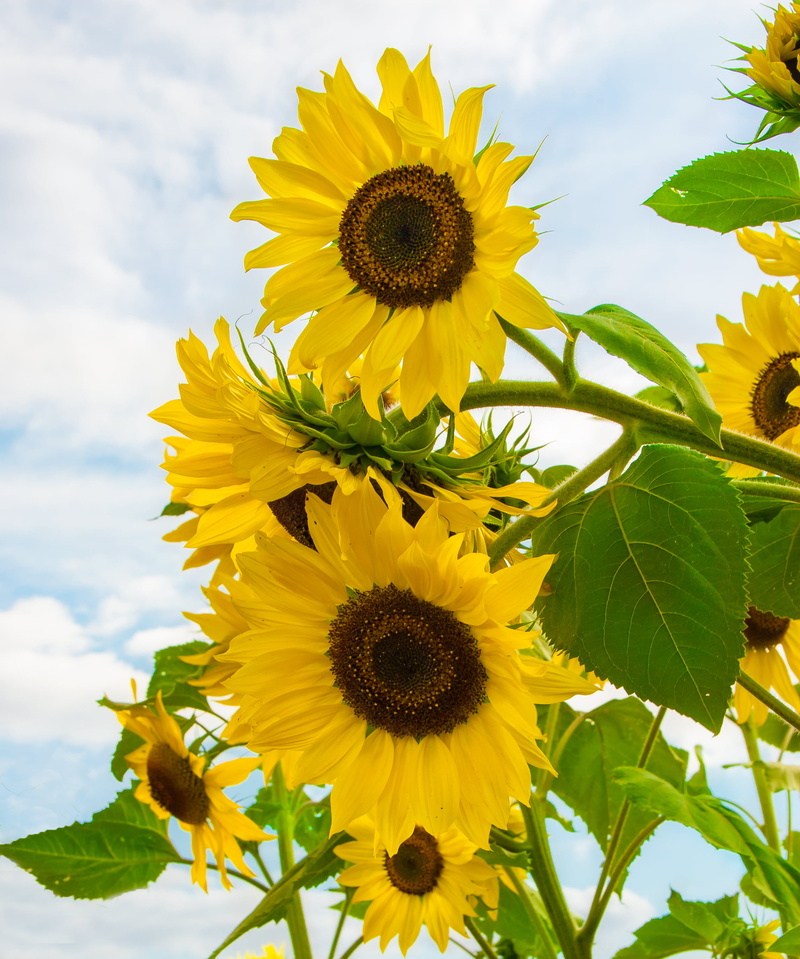 bloom, 2K, field, full bloom, flower, Summer, close-up photography, Lazy, yellow, plant, sky, leaf, backlit, close, sun, looking up, Day, photography