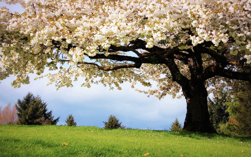 nature, trees, bloom, white, spring, 2K, full, blossoms, cherry