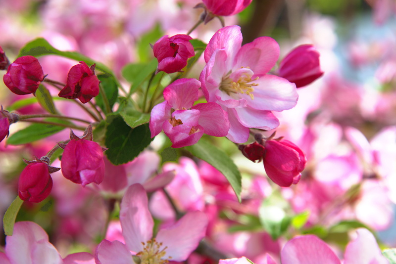 plant, growth, petal, springtime, beauty in nature, outdoors, vulnerability, flower head, focus on foreground, blossom, nature, freshness, 5K, inflorescence