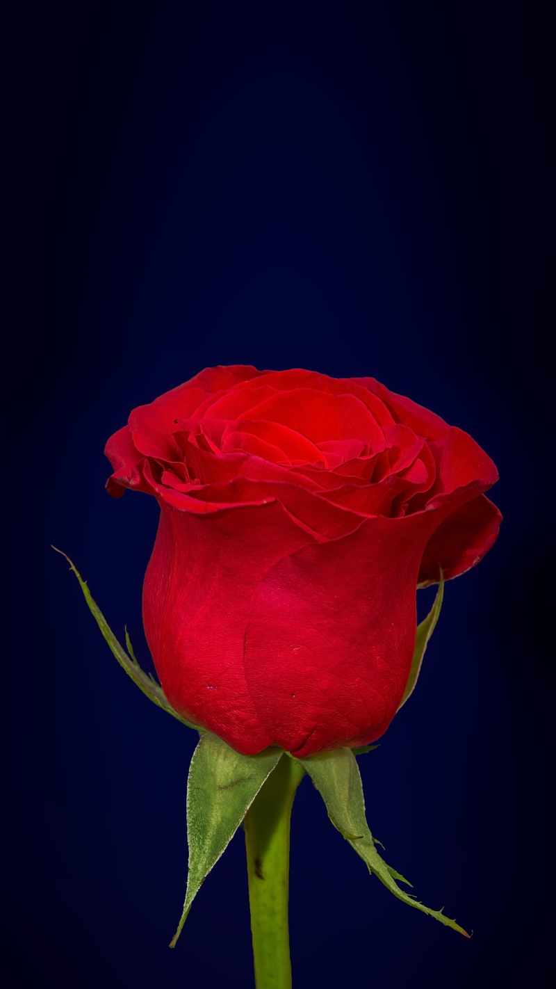 red, black background, fragility, flower, colorful, nature, petal, rose - flower, magenta, close-up, beauty, blooming, freshness, green, full bloom, flower head