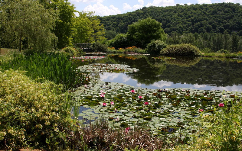 pond, nature, green, lilies, trees, water lily, forest, 2560x1600, 2K, water, tree