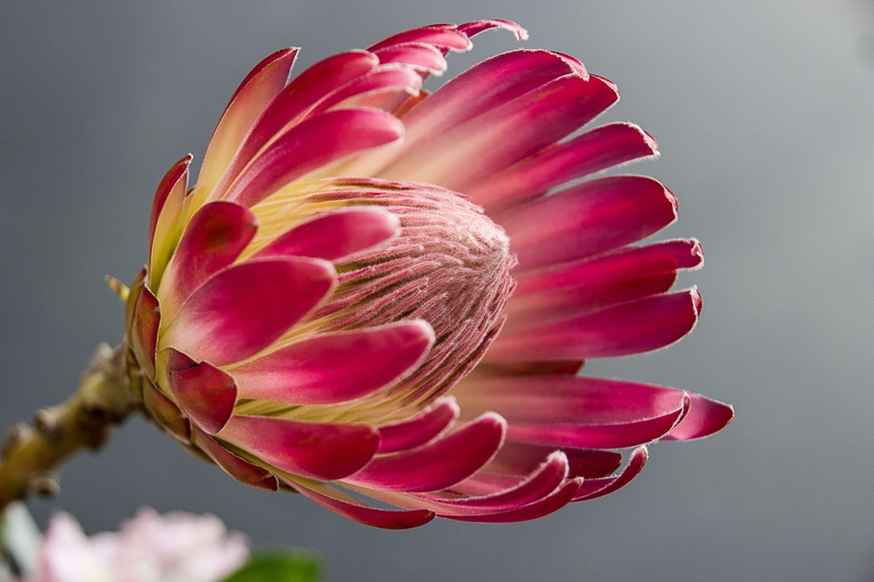 fragility, flower head, flower arrangement, freshness, growth, 4K, flowering plant, pink, nature, plant, protea, softness, outdoors, beauty in nature