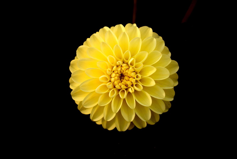 indoors, studio shot, growth, petal, 2K, dahlia, flower, yellow, no people, pollen, plant, nature, garden, flowers, black background, inflorescence, single flower