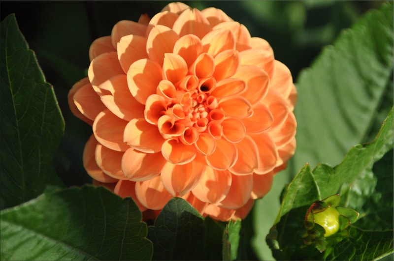orange flowers, 4K, flower, flowering plant, close-up, flower head, green color, day, inflorescence, plants, fragility, plant part, dahlias, leaf, no people
