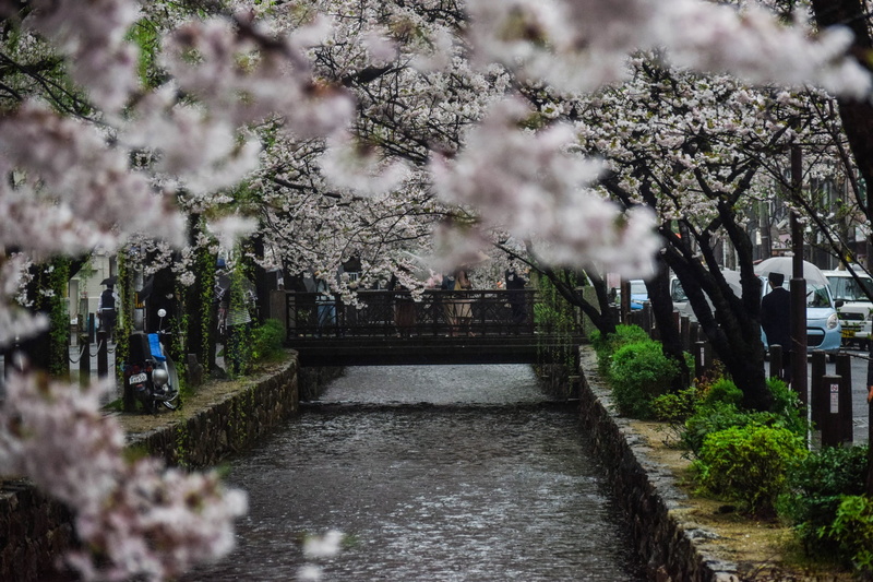 1080P, water, nature, central Park, cherry, winter, middle, white, cherry Blossom, park, flower, daytime, manhattan - New York City, blossom, outdoors