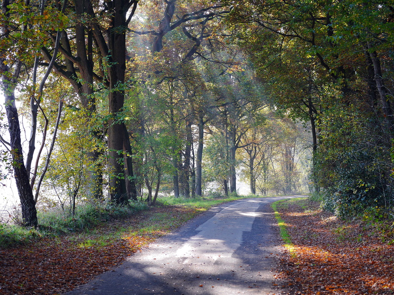 concrete, mood, growth, landscape, woodland, in between, incidence of light, tranquil Scene, forest path, shadow, idyll, 4K, fog, oak, plant, leaf, park - Man Made Space