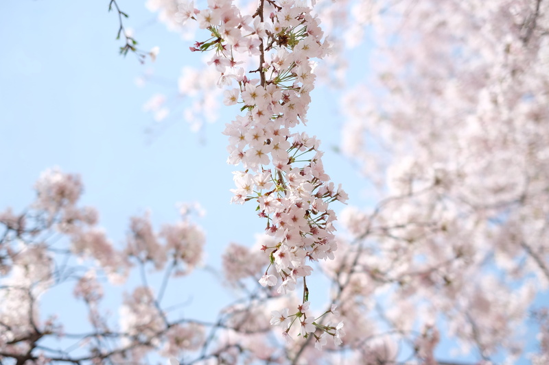 plant, backgrounds, blossom, freshness, daytime, beauty In Nature, clear, springtime, april, flower Head, fragility, close-up, growth, pink Color, botanical