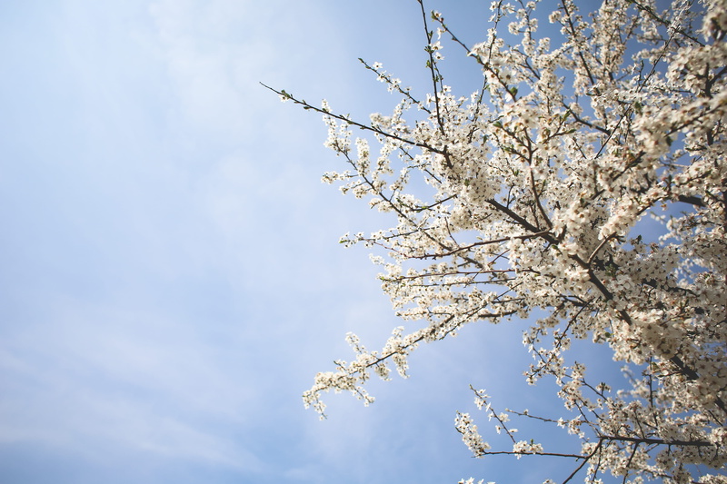 no people, day, cherry tree, white color, cloud - sky, flower, blue, directly below, season, cherry blossom, freshness, room for text, sky, nature, flowering plant