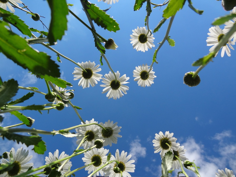 love, multi, growth, pretty, twilight, blue, flowering, plant, photooftheday, clouds, flower head, close-up, green, night, outdoors, white color, beach