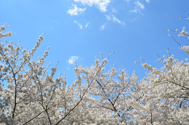 blue sky, cherry, tree, branch, blossom, worm, cherry tree, white color, white, fragility, 4K, beauty In Nature, cherry Blossom, bloom, tranquility, season