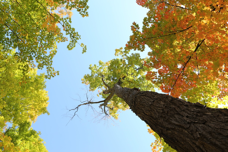 autumn, brown, trunk, clear, directly below, leaves, tranquility, trees, growth, autumn collection, colors, daytime, plant, photography, beauty in nature