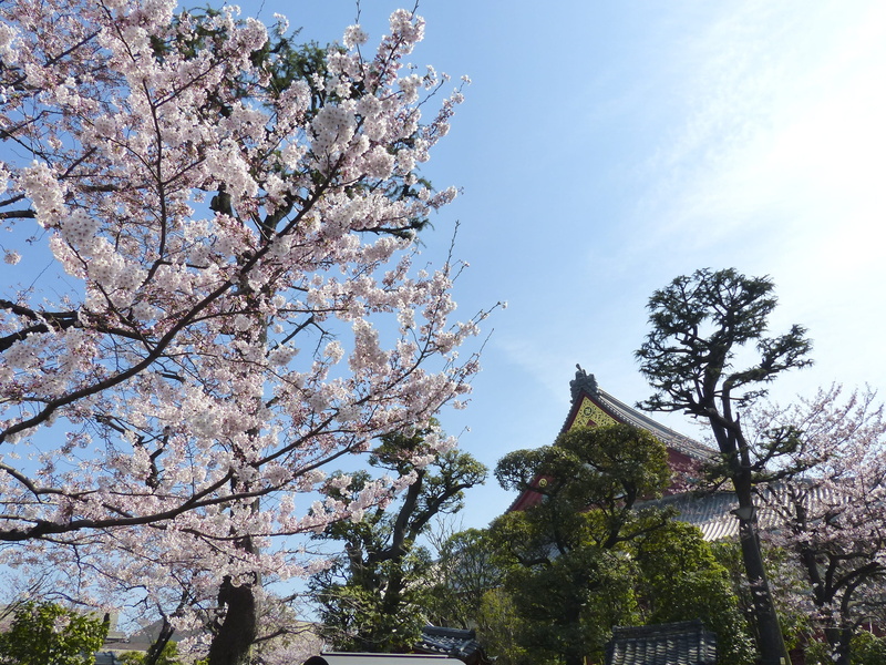 pink, fresh, asia, no people, blooming, Sakura, Nature, tree, blue, freshness, garden, blossom, blossoming, 2K, growth, tokyo, season, branch, day, beauty in nature