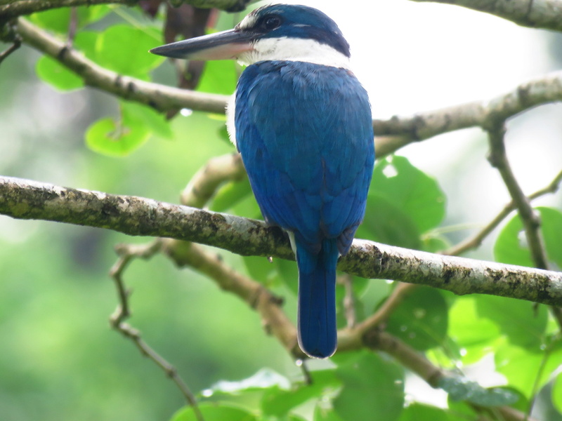 nature, no people, beauty in nature, one animal, wildlife, bird, plant, perching, blue, color Image, animal, 4K, close-up, focus on foreground, blue and white Kingfisher