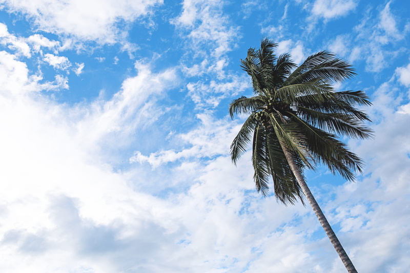 tall - high, tropical Climate, palm leaf, beauty in nature, angled, outdoors, tropical, directly below, idyllic, plant, beach, green, cloudscape, tropical tree