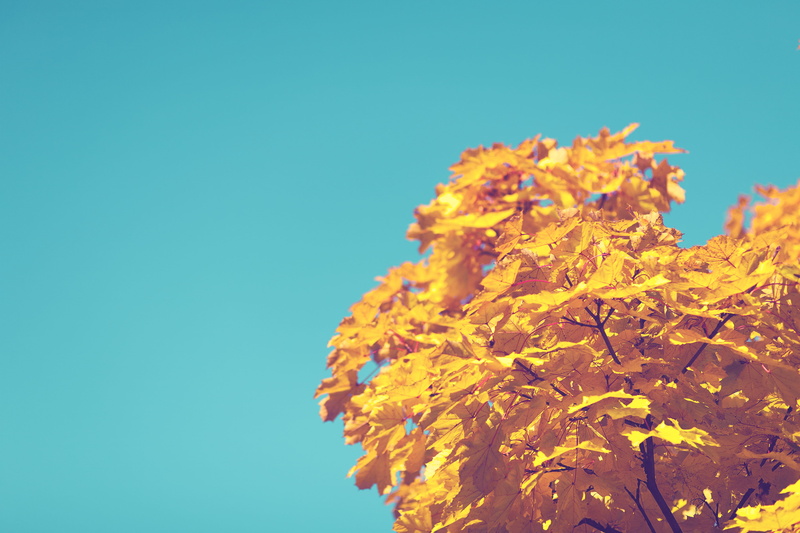 fragility, beauty in nature, 4K, season, leaf, blue, change, day, daytime, outdoors, flower head, copy space, branch, autumn, colored background, fall