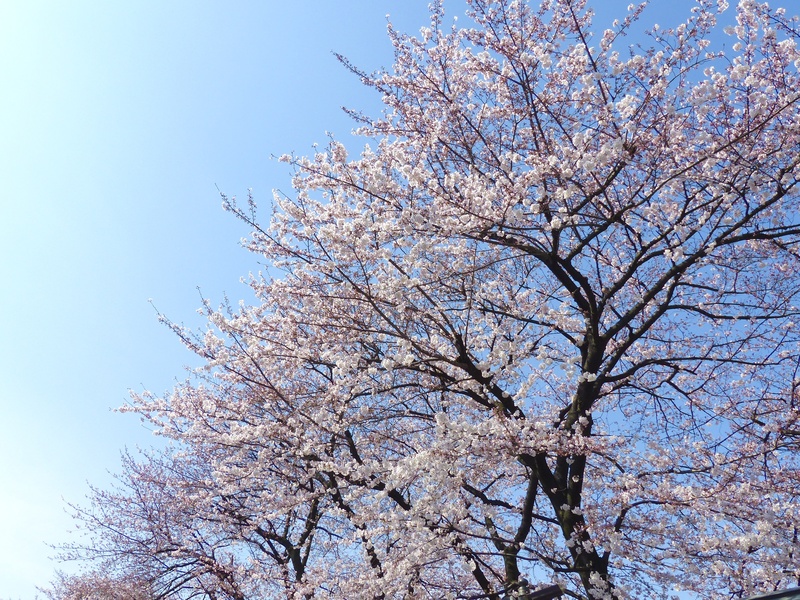 daytime, fresh, spring, pink color, floral, tree, blossom, fragility, blossoming, cherry, clear sky, season, japan, day, garden, plant, springtime, no people