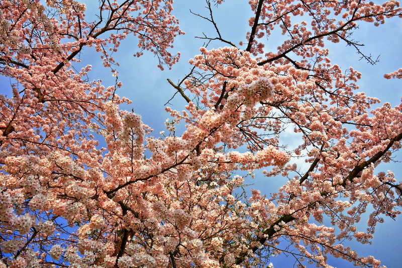 beauty in nature, bloom, flowering plant, flower, nature, outdoors, cherry, plant, low angle view, spring bloom, day, growth, blossom, fragility, no people
