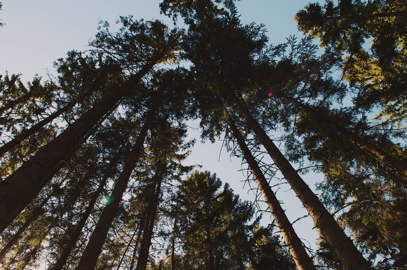nature, coniferous tree, photo, 4K, forest, tall - high, outdoors, sky, growth, wood, non-urban scene, tree canopy, pine tree, tree trunk, tree, scenics - nature