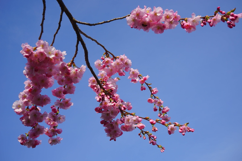 clear sky, blue, japanese cherry, sakura, beauty in nature, cherry tree, pink, flowering plant, nature, branch, bunch of flowers, japanese flowering cherry