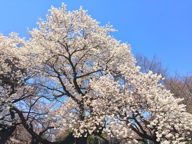 Spring, day, clear sky, cherry Blossom, no people, springtime, beauty In Nature, branch, freshness, outdoors, cherry blossoms, pink Color, cherry Tree