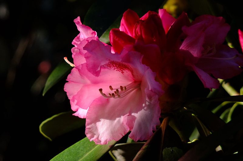 bloom, backlighting, focus on foreground, flower head, shadow, softness, lichtspiel, rhododendrons, ornamental plant, petal, flower, rhododendron, garden plant