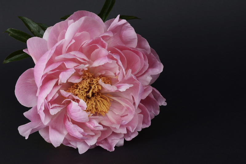flower arrangement, nature, photography, 4K, beauty in nature, plant, petal, close, flora, spring, black background, no people, pollen, inflorescence