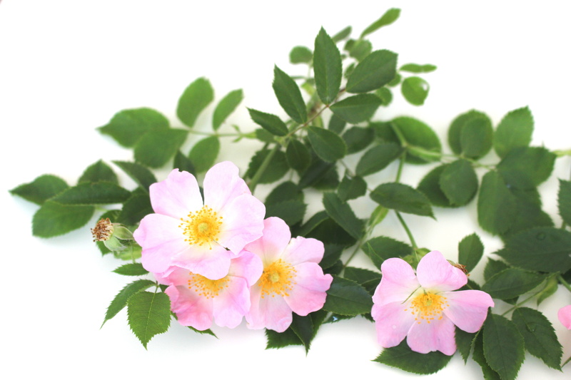 green, flowering plant, rose, macro, white, rose blooms, leaf, plant part, natural plant, freshness, white color, english rose, full bloom, garden, 5K