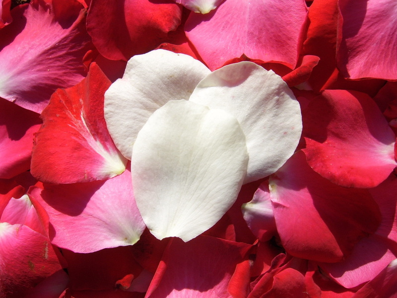 vulnerability, Petals, nature, aroma, flower head, inflorescence, pink color, luxury, no people, fragility, Romance, petal, romantic, 1080P, holiday, beauty in nature